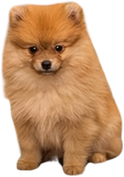 Pommy Lion Bear Puppy